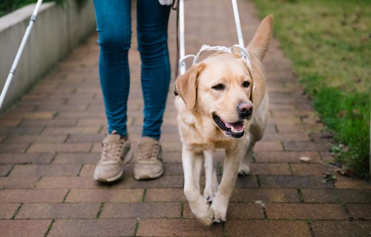 補助犬同伴