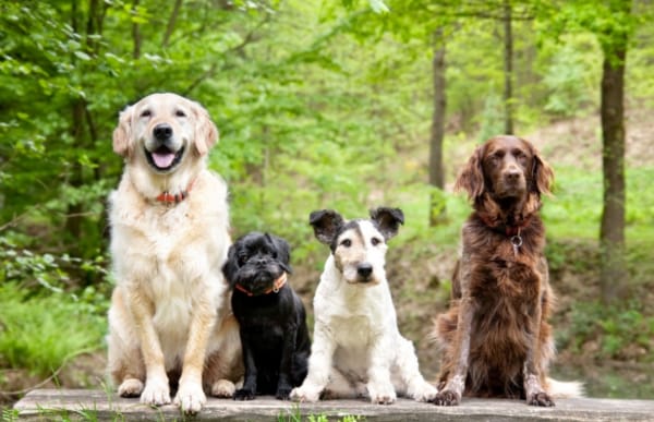 犬連れの方へ イメージ