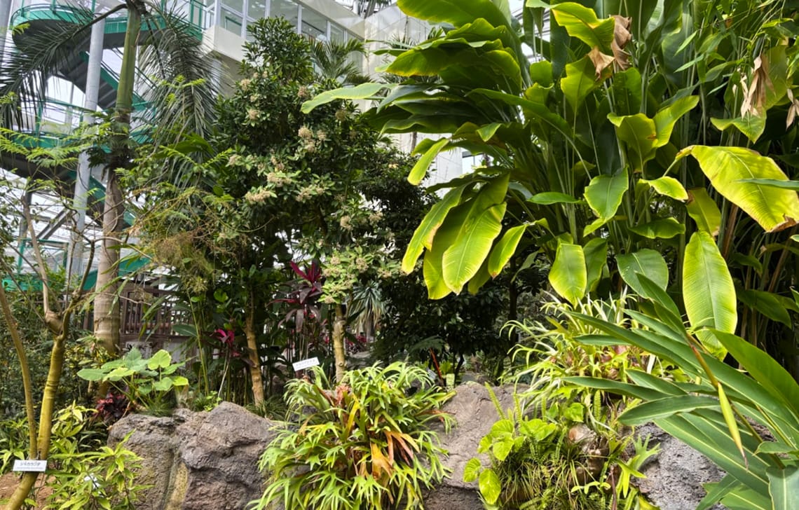 チェックイン＆植物園散策