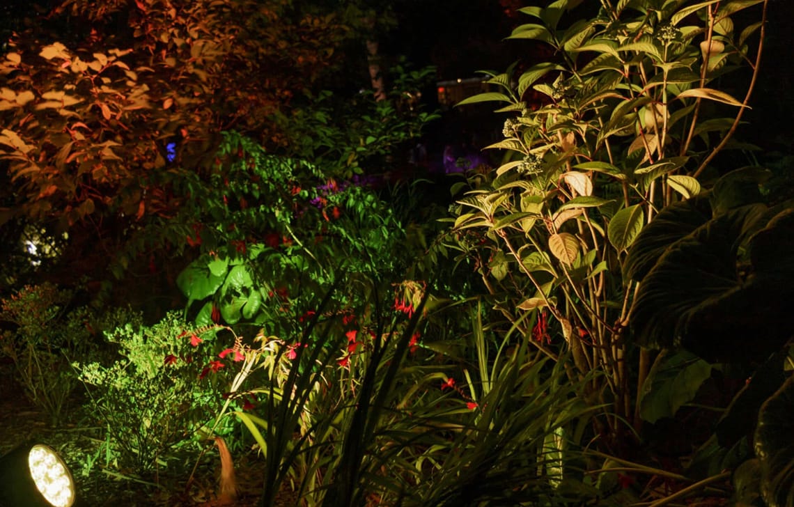 夜の熱帯植物園