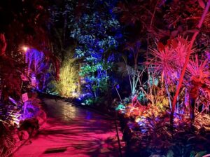 熱帯植物館ライトアップ