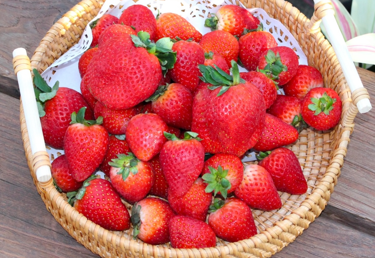 熱帯植物館ライトアップ