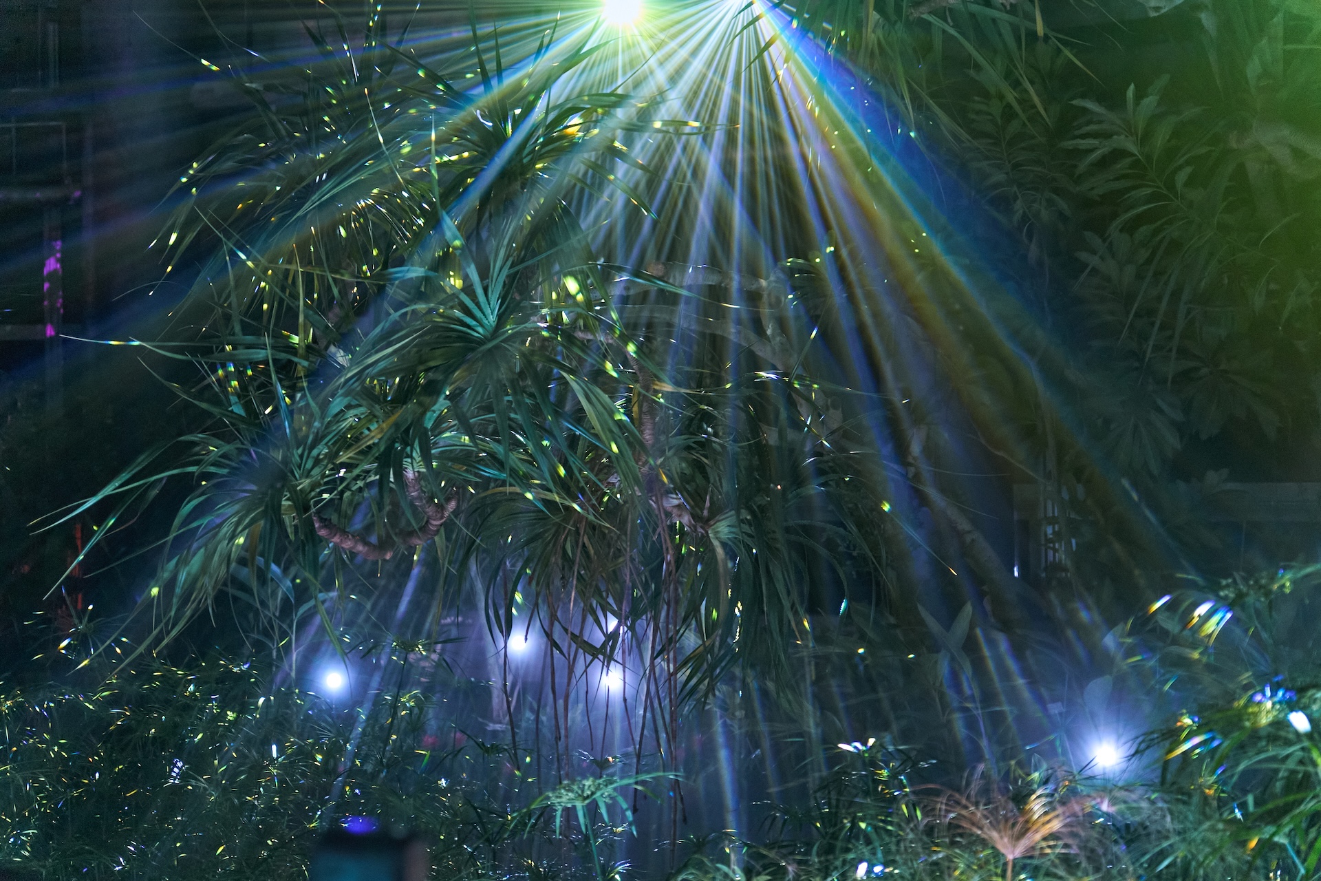 熱帯植物館ライトアップ