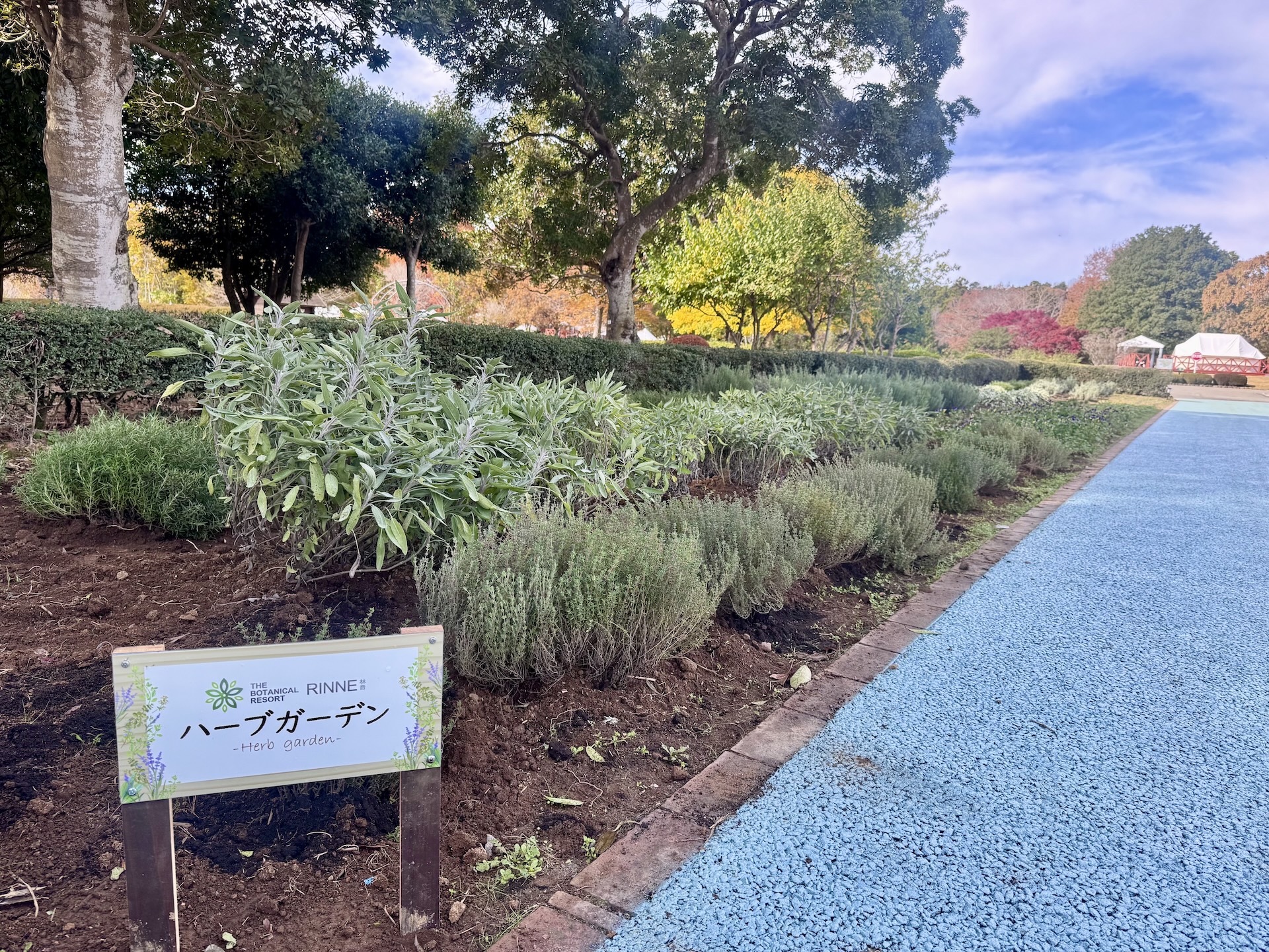 ハーブ収穫体験